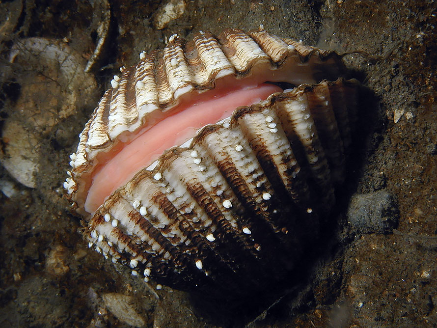 Acanthocardia aculeata